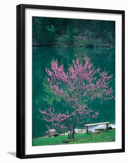 Lakeside Redbud Tree Blooms in Spring-Gayle Harper-Framed Premium Photographic Print