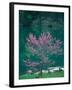 Lakeside Redbud Tree Blooms in Spring-Gayle Harper-Framed Premium Photographic Print