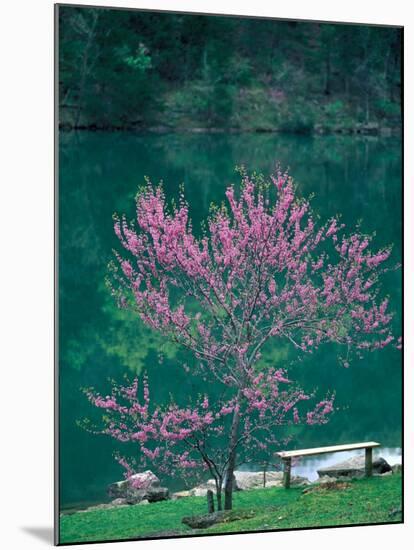 Lakeside Redbud Tree Blooms in Spring-Gayle Harper-Mounted Premium Photographic Print