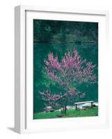 Lakeside Redbud Tree Blooms in Spring-Gayle Harper-Framed Photographic Print