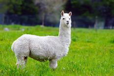 Alpaca-Lakeview Images-Stretched Canvas