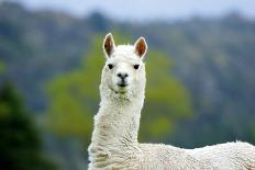 Alpaca-Lakeview Images-Stretched Canvas