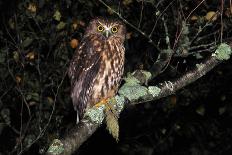 Owl-Lakeview Images-Photographic Print