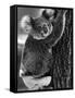Lally the Koala with a Broken Leg Which She Receive During Trying to Escape a Bush Fire-null-Framed Stretched Canvas
