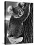 Lally the Koala with a Broken Leg Which She Receive During Trying to Escape a Bush Fire-null-Stretched Canvas