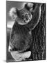 Lally the Koala with a Broken Leg Which She Receive During Trying to Escape a Bush Fire-null-Mounted Photographic Print