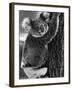 Lally the Koala with a Broken Leg Which She Receive During Trying to Escape a Bush Fire-null-Framed Photographic Print