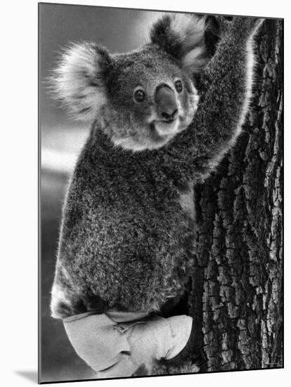 Lally the Koala with a Broken Leg Which She Receive During Trying to Escape a Bush Fire-null-Mounted Photographic Print