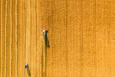 Harvester Machine Working in Field . Combine Harvester Agriculture Machine Harvesting Golden Ripe W-LALS STOCK-Framed Stretched Canvas