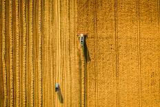 Harvester Machine Working in Field . Combine Harvester Agriculture Machine Harvesting Golden Ripe W-LALS STOCK-Stretched Canvas