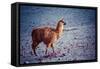 Lama on the Laguna Colorada, Bolivia-Curioso Travel Photography-Framed Stretched Canvas