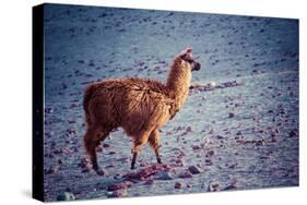 Lama on the Laguna Colorada, Bolivia-Curioso Travel Photography-Stretched Canvas