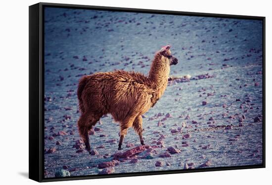 Lama on the Laguna Colorada, Bolivia-Curioso Travel Photography-Framed Stretched Canvas