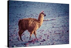 Lama on the Laguna Colorada, Bolivia-Curioso Travel Photography-Stretched Canvas