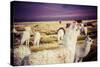 Lama on the Laguna Colorada, Bolivia-Curioso Travel Photography-Stretched Canvas