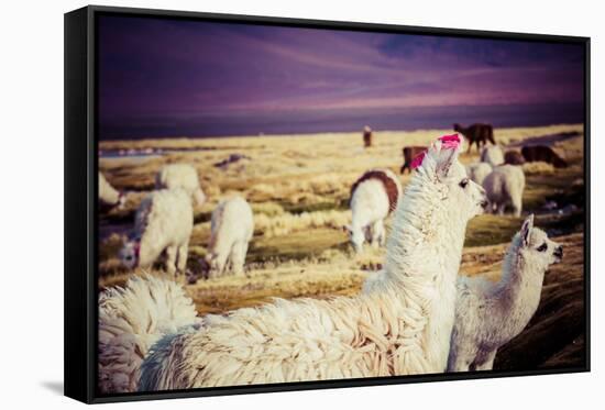 Lama on the Laguna Colorada, Bolivia-Curioso Travel Photography-Framed Stretched Canvas