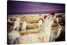 Lama on the Laguna Colorada, Bolivia-Curioso Travel Photography-Stretched Canvas