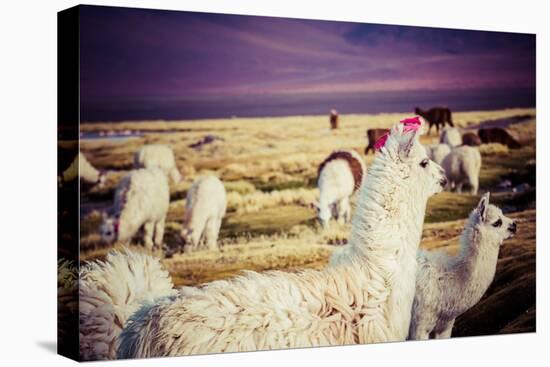 Lama on the Laguna Colorada, Bolivia-Curioso Travel Photography-Stretched Canvas
