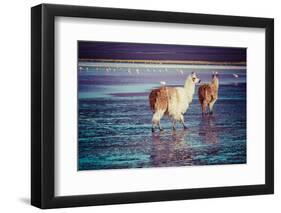 Lama on the Laguna Colorada, Bolivia-Curioso Travel Photography-Framed Photographic Print