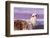 Lama on the Laguna Colorada, Bolivia-Curioso Travel Photography-Framed Photographic Print