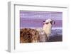 Lama on the Laguna Colorada, Bolivia-Curioso Travel Photography-Framed Photographic Print