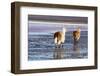 Lama on the Laguna Colorada, Bolivia-Curioso Travel Photography-Framed Photographic Print