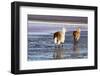 Lama on the Laguna Colorada, Bolivia-Curioso Travel Photography-Framed Photographic Print