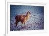 Lama on the Laguna Colorada, Bolivia-Curioso Travel Photography-Framed Photographic Print