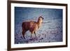 Lama on the Laguna Colorada, Bolivia-Curioso Travel Photography-Framed Photographic Print