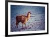 Lama on the Laguna Colorada, Bolivia-Curioso Travel Photography-Framed Photographic Print