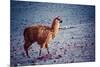 Lama on the Laguna Colorada, Bolivia-Curioso Travel Photography-Mounted Photographic Print
