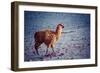 Lama on the Laguna Colorada, Bolivia-Curioso Travel Photography-Framed Photographic Print