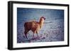 Lama on the Laguna Colorada, Bolivia-Curioso Travel Photography-Framed Photographic Print