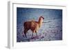 Lama on the Laguna Colorada, Bolivia-Curioso Travel Photography-Framed Photographic Print