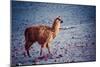 Lama on the Laguna Colorada, Bolivia-Curioso Travel Photography-Mounted Photographic Print