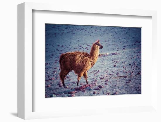 Lama on the Laguna Colorada, Bolivia-Curioso Travel Photography-Framed Photographic Print