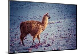 Lama on the Laguna Colorada, Bolivia-Curioso Travel Photography-Mounted Photographic Print