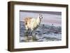 Lama on the Laguna Colorada, Bolivia-Curioso Travel Photography-Framed Photographic Print