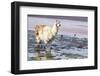 Lama on the Laguna Colorada, Bolivia-Curioso Travel Photography-Framed Photographic Print