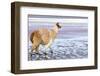 Lama on the Laguna Colorada, Bolivia-Curioso Travel Photography-Framed Photographic Print