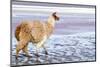 Lama on the Laguna Colorada, Bolivia-Curioso Travel Photography-Mounted Photographic Print