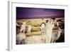 Lama on the Laguna Colorada, Bolivia-Curioso Travel Photography-Framed Photographic Print