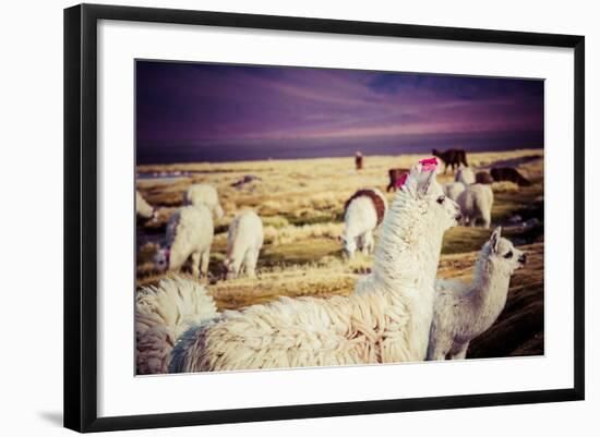 Lama on the Laguna Colorada, Bolivia-Curioso Travel Photography-Framed Photographic Print