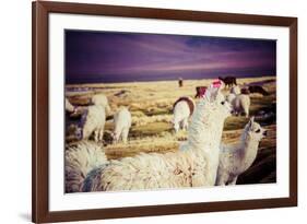 Lama on the Laguna Colorada, Bolivia-Curioso Travel Photography-Framed Photographic Print