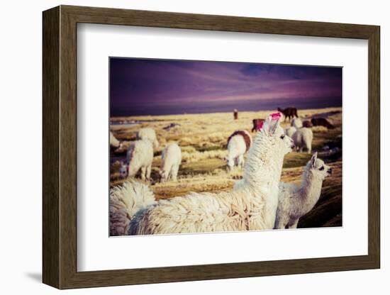 Lama on the Laguna Colorada, Bolivia-Curioso Travel Photography-Framed Photographic Print