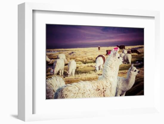 Lama on the Laguna Colorada, Bolivia-Curioso Travel Photography-Framed Photographic Print