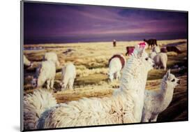 Lama on the Laguna Colorada, Bolivia-Curioso Travel Photography-Mounted Photographic Print