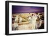 Lama on the Laguna Colorada, Bolivia-Curioso Travel Photography-Framed Photographic Print