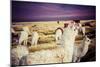 Lama on the Laguna Colorada, Bolivia-Curioso Travel Photography-Mounted Photographic Print