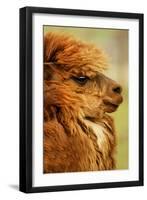 Lama-null-Framed Photographic Print